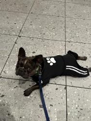 Lost Male Dog last seen Roosevelt and Bluff, Montebello, CA 90640