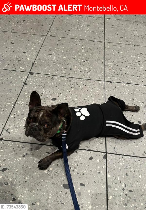 Lost Male Dog last seen Roosevelt and Bluff, Montebello, CA 90640