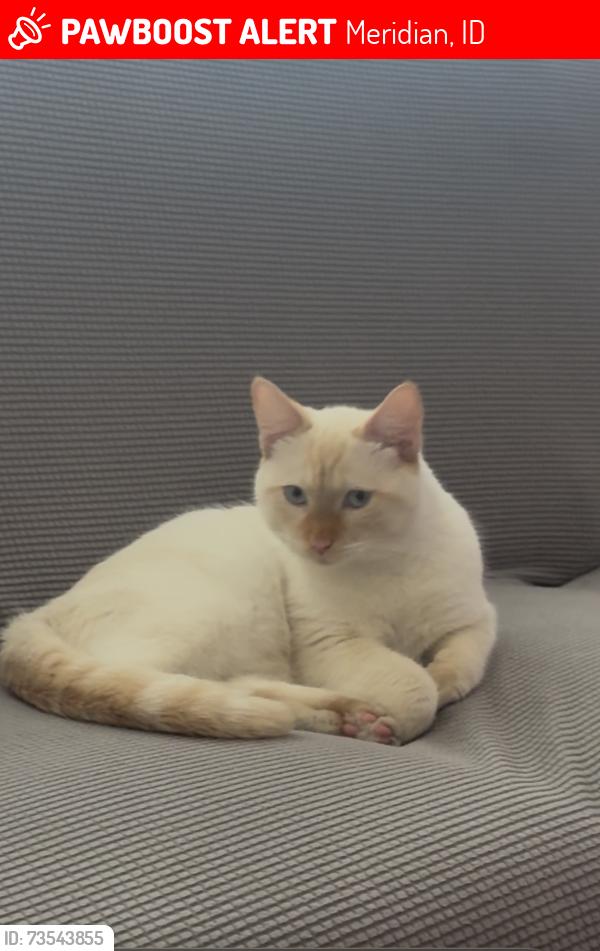 Lost Male Cat last seen W Bass River Drive cor Orofino Creek, Springhill Subdivision, Meridian ID, Meridian, ID 83642