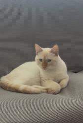 Lost Male Cat last seen W Bass River Drive cor Orofino Creek, Springhill Subdivision, Meridian ID, Meridian, ID 83642