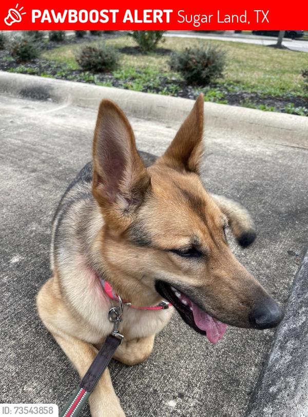 Lost Female Dog last seen West airport & white forge ln, Sugar Land, TX 77498