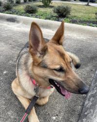 Lost Female Dog last seen West airport & white forge ln, Sugar Land, TX 77498