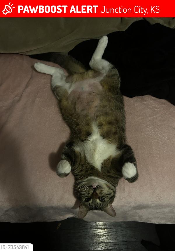 Lost Male Cat last seen Taco Bell, Junction City, KS 66441