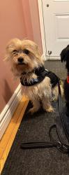 Reunited Male Dog last seen Kennedy & Vodden, Brampton, ON L6V 2Y2