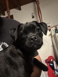Found/Stray Female Dog last seen Vernon and foothill, Azusa, CA 91702