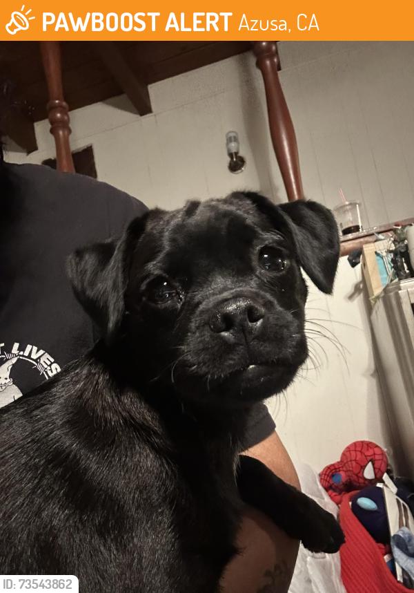Found/Stray Female Dog last seen Vernon and foothill, Azusa, CA 91702