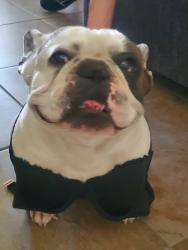 Reunited Male Dog last seen Vegas dr. And rancho, Las Vegas, NV 89108