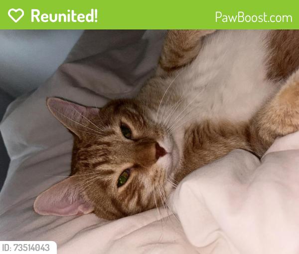 Reunited Male Cat last seen Near Marion St, Roseville, MN 55113, USA, Roseville, MN 55113