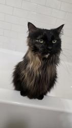 Reunited Female Cat last seen Slaughter ln, Austin, TX 78744