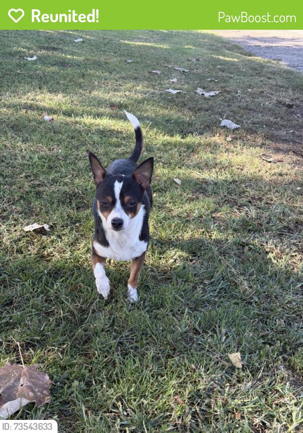 Reunited Female Dog last seen S Gerhart Ave, Monterey Park, CA, USA, Monterey Park, CA 91754