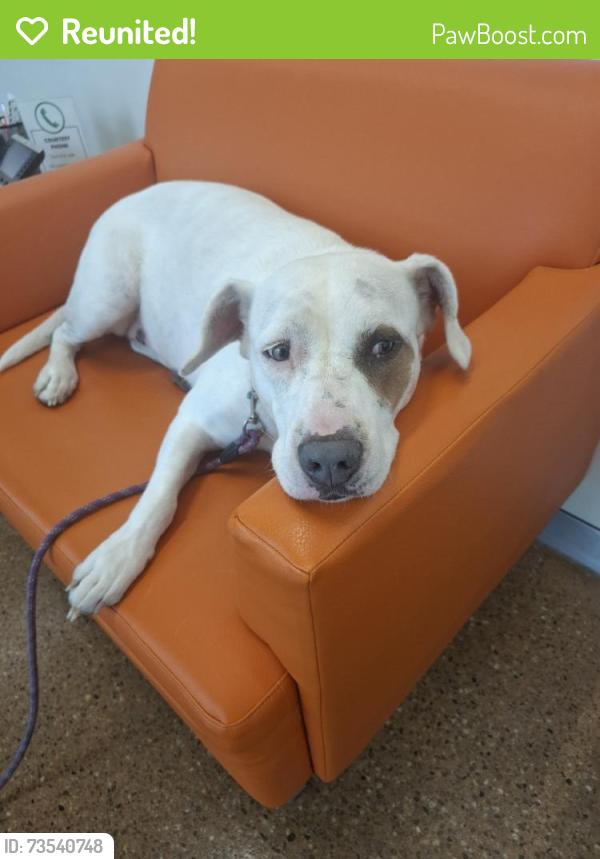 Reunited Female Dog last seen Arroyo Way, Caldwell, ID 83607, USA, Caldwell, ID 83607
