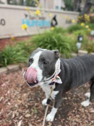 Shelter Stray Female Dog last seen Near Akins Avenue, San Diego, CA, 92114, 5500 Gaines St, San Diego, CA 92110, USA