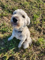 Reunited Male Dog last seen Sw 20th & s agnew okc, Oklahoma City, OK 73108