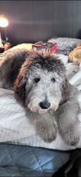 Reunited Female Dog last seen Lauren lane, DeLand, FL 32720