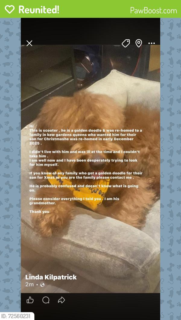 Reunited Male Dog last seen Kew gardens, Queens, NY 11375