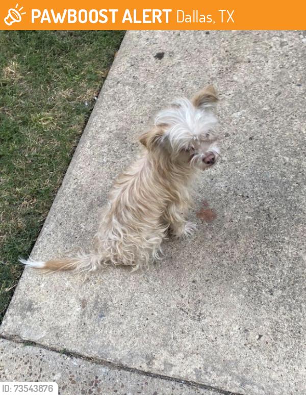 Found/Stray Male Dog last seen Bolivar dr, Dallas, TX 75244