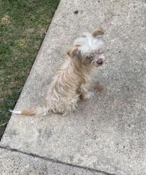 Found/Stray Male Dog last seen Bolivar dr, Dallas, TX 75244