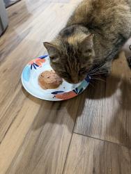 Reunited Female Cat last seen Cicero avenue, Oak Lawn, IL 60453