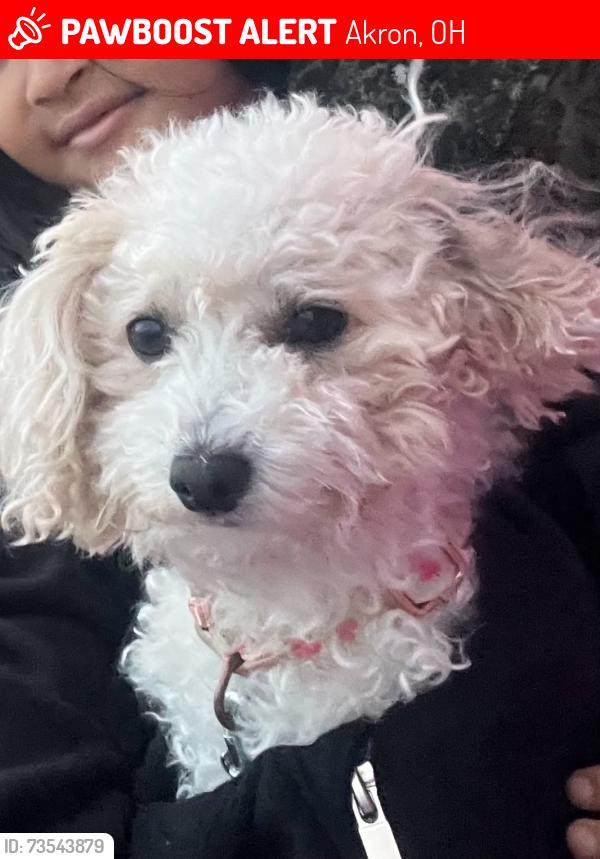 Lost Female Dog last seen Blessed Trinity Church, Akron, OH 44310