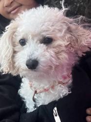 Lost Female Dog last seen Blessed Trinity Church, Akron, OH 44310