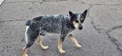 Found/Stray Male Dog last seen N. 26th St. & E. Tonto Ln., Phoenix, AZ 85050