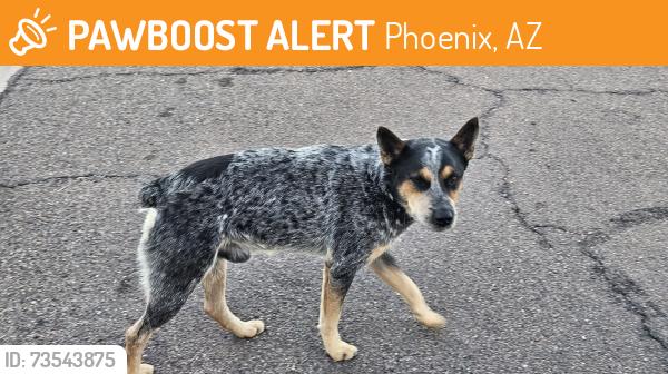 Found/Stray Male Dog last seen N. 26th St. & E. Tonto Ln., Phoenix, AZ 85050