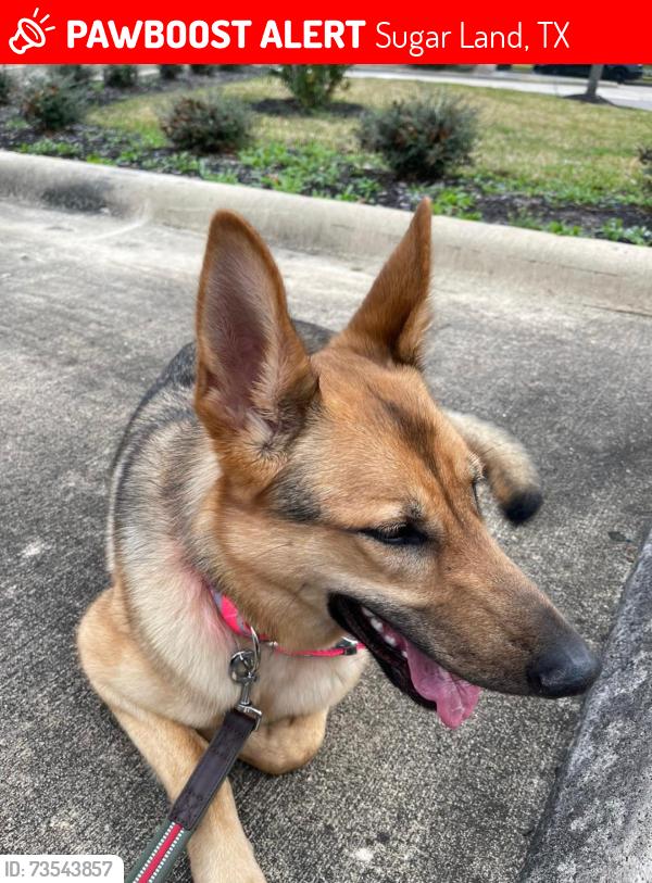 Lost Female Dog last seen white forge lane, Sugar Land, TX 77498