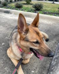 Lost Female Dog last seen white forge lane, Sugar Land, TX 77498