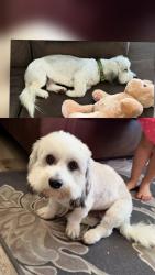 Lost Female Dog last seen Barrydale St & Willow Ave, La Puente, West Covina, CA 91790