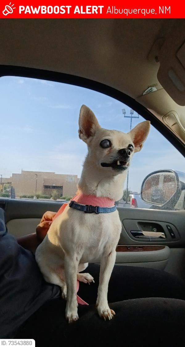 Lost Female Dog last seen Near Doris Avenue Southwest, Albuquerque, NM 87105