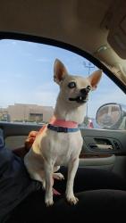 Lost Female Dog last seen Near Doris Avenue Southwest, Albuquerque, NM 87105