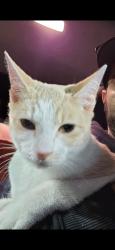 Reunited Female Cat last seen S pitt st & w south st, Carlisle, PA 17013