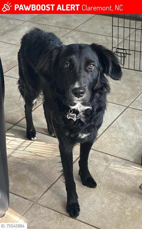 Found/Stray Female Dog last seen Rock Barn Road, Claremont, bc, Claremont, NC 28610