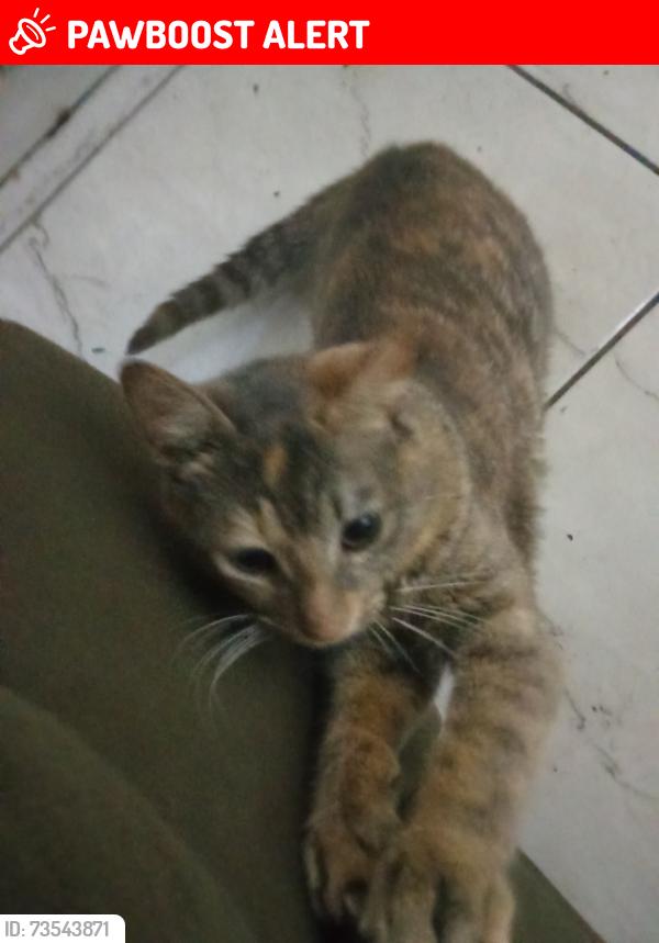 Lost Female Cat last seen Av. Barão de Mauá — n°4940 próximo a garagem da Barão., Jardim Santista, SP 09330-150