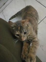 Lost Female Cat last seen Av. Barão de Mauá — n°4940 próximo a garagem da Barão., Jardim Santista, SP 09330-150