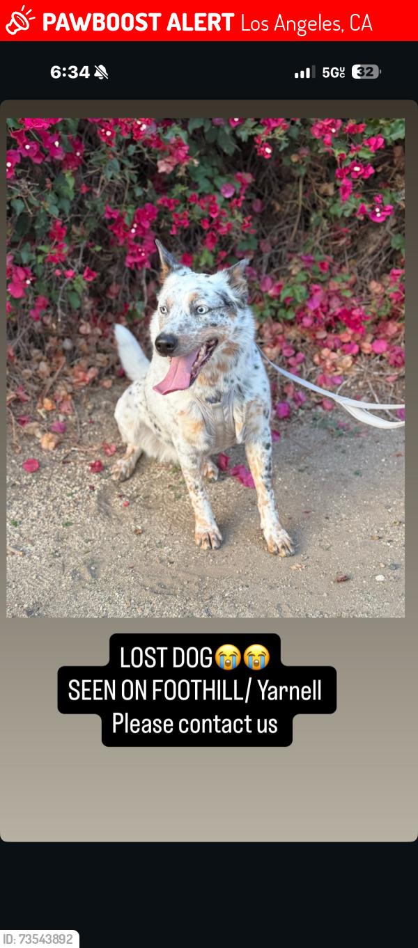 Lost Female Dog last seen Yarnell and Foothill, Los Angeles, CA 91342