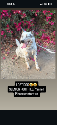 Lost Female Dog last seen Yarnell and Foothill, Los Angeles, CA 91342