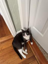 Lost Male Cat last seen 134th aAvenue 140th Street, Queens, NY 11436