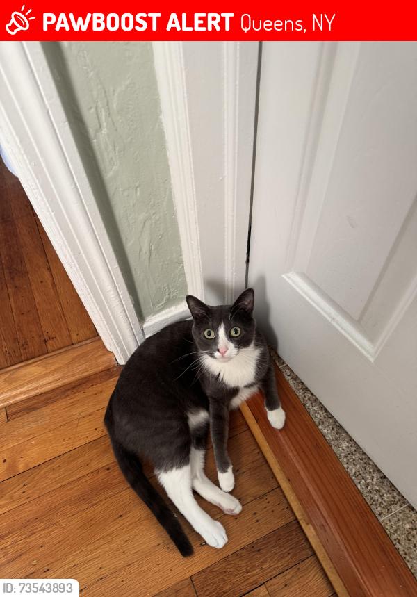 Lost Male Cat last seen 134th aAvenue 140th Street, Queens, NY 11436