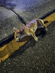 Found/Stray Unknown Dog last seen Gulf to bay and yelvington, Clearwater, FL 33755