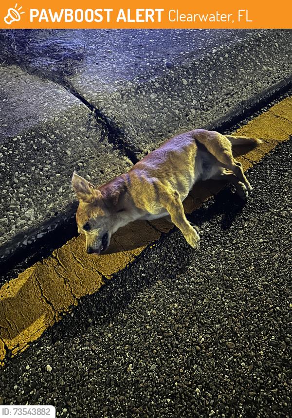 Found/Stray Unknown Dog last seen Gulf to bay and yelvington, Clearwater, FL 33755