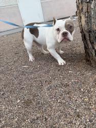 Reunited Female Dog last seen Park animal hosp, Henderson, NV 89012