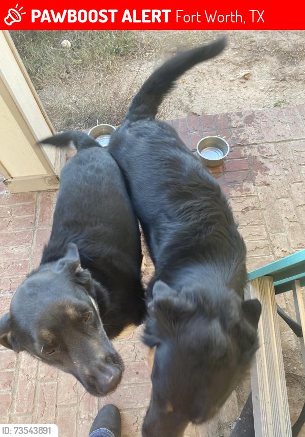 Lost Female Dog last seen Heritage Trace Parkway, Fort Worth, TX 76244