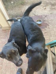 Lost Female Dog last seen Heritage Trace Parkway, Fort Worth, TX 76244