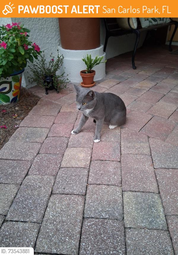 Found/Stray Unknown Cat last seen Spruce Dr. W & Pelican Rd, San Carlos Park, FL 33967