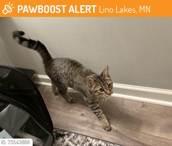 Found/Stray Unknown Cat last seen Lino lakes city hall, Lino Lakes, MN 55014