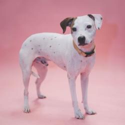 Shelter Stray Male Dog last seen , 8020 Washington St, Port Richey, FL 34668, USA