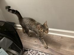 Found/Stray Unknown Cat last seen Lino lakes city hall, Lino Lakes, MN 55014