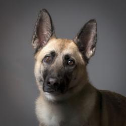 Shelter Stray Female Dog last seen , 8020 Washington St, Port Richey, FL 34668, USA