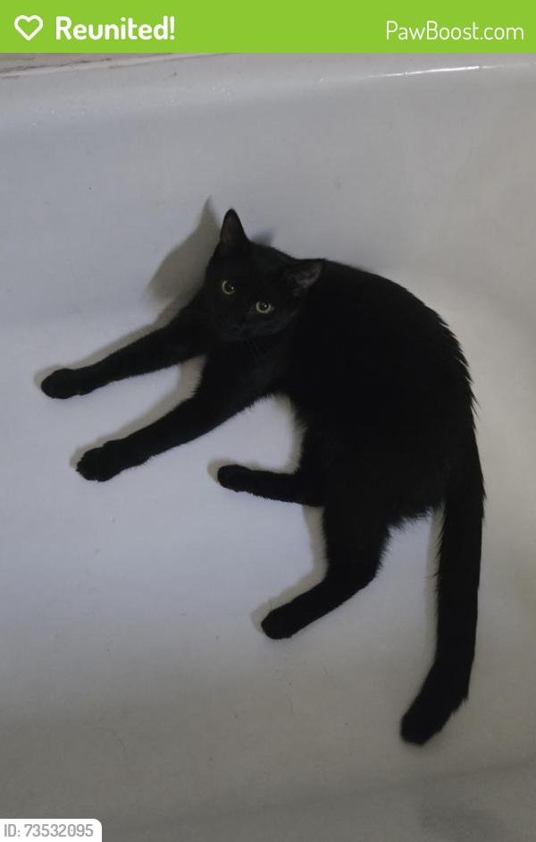 Reunited Female Cat last seen Bartels St, Monona, WI 53716